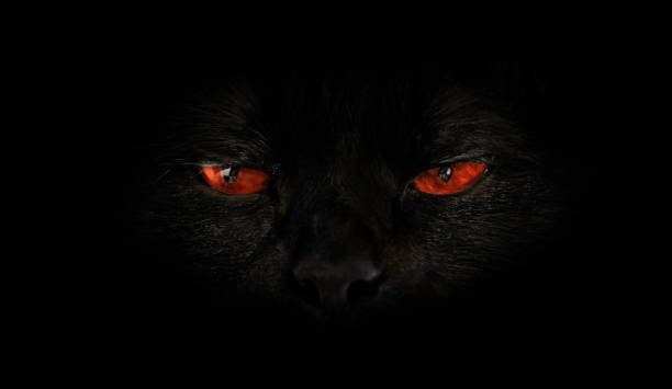 black cat with red evil eyes on black background. Horror atmospheres and halloween concept. Look panther and witch eyes. Bad luck and superstition concept.